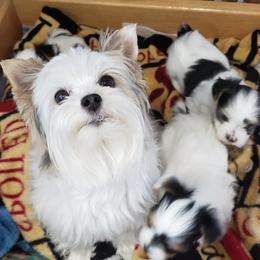 Yorkshire Terrier Puppies from Cheryl Skistimas