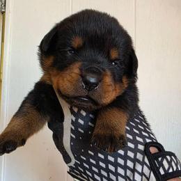 Little Elton - Black and mahogany male Rottweiler puppy in Salt Lake City, Utah from Snubnose Rottweilers LLC