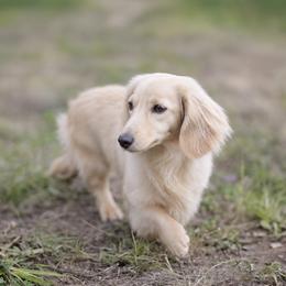 Harmony - Dachshund