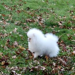 Pomeranian Puppies from Royal Palace Pomeranians