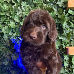 Pastel Pink Collar Girl - Chocolate female Goldendoodle puppy in Lithia Springs, Georgia from Opulent Goldendoodles