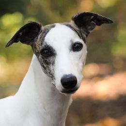 Georgia - Whippet