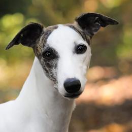 Georgia - Whippet