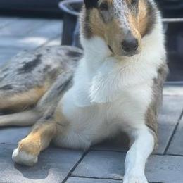 Collies from Laura LaCongo's Collies
