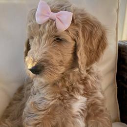 Cookie - Goldendoodle puppy in Pataskala, Ohio from Doodle Love