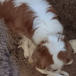 Girl 1 - female Cavalier King Charles Spaniel puppy in Mooresboro, North Carolina from The House of Wiggle Waggle