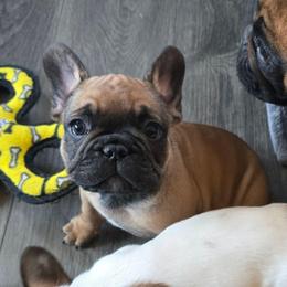 Boy 2 - Fawn male French Bulldog puppy in North Platte, Nebraska from Honey Hole Frenchies