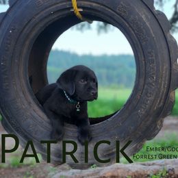 Boy 2 - Labrador Retriever puppy in Priest River, Idaho from Lazy Daisy Labs