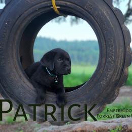 Boy 2 - Labrador Retriever puppy in Priest River, Idaho from Lazy Daisy Labs