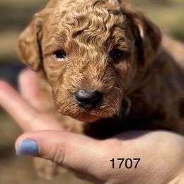 Thor - Red  male Goldendoodle puppy in Arcadia, Florida from KnuDawn Goldendoodles and Cavapoos