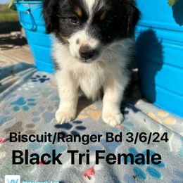 Australian Shepherd Puppies from Worsham’s Toys and Minis Australian Shepherds