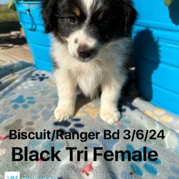 Australian Shepherd Puppies from Worsham’s Toys and Minis Australian Shepherds