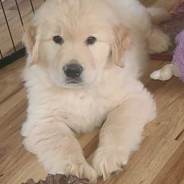 Golden Retriever Puppies from Meirzah Golden Retrievers