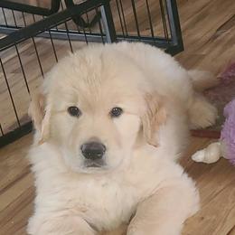 Golden Retriever Puppies from Meirzah Golden Retrievers