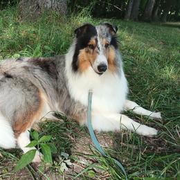 Jenna - Blue merle white and tan female Collie puppy in Salem, Indiana from Living Blessed Collies