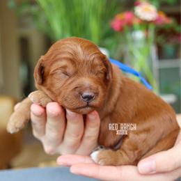 Firecracker - Red  male Goldendoodle puppy in Salado, Texas from Red Ranch Dogs