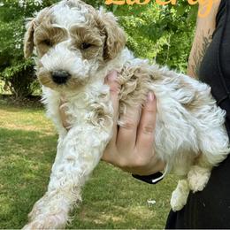 Liberty - Parti female Goldendoodle puppy in Gastonia, North Carolina from Crowders Creek Doodles