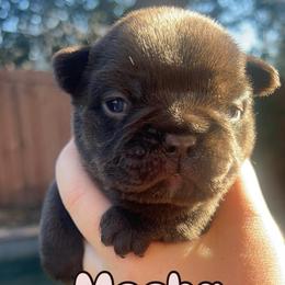 Mocha - Black and white male French Bulldog puppy in Galt, California from The three little frenchies