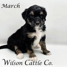 March - Black tri-color female Aussiedoodle puppy in Lancaster, Minnesota from Wilson Cattle Co.