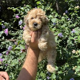Brandon - Sable male Yorkipoo puppy in Henderson, North Carolina from Dorans Danes and Doodles