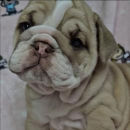 Rose - Chocolate tri-color female Bulldog puppy in Franklin Grove, Illinois from Illinois Bullies Kennel