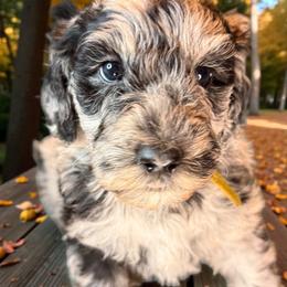 Yellow - Merle female Sheepadoodle puppy in Salem, Oregon from Oregon Poodle Oodle Doodles