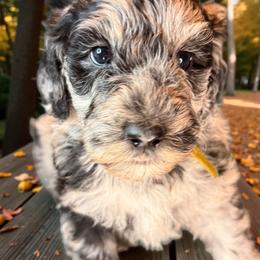 Yellow - Merle female Sheepadoodle puppy in Salem, Oregon from Oregon Poodle Oodle Doodles