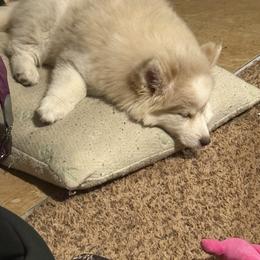 Pomsky Puppies from Wildflower Pomsky
