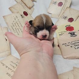 Purple collar - Red female Pembroke Welsh Corgi puppy in Deming, New Mexico from Dragon Ridge Corgis