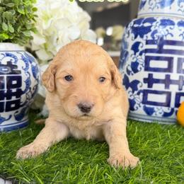 Moana - Parti female Goldendoodle puppy in Greenville, North Carolina from ENC Goldendoodles