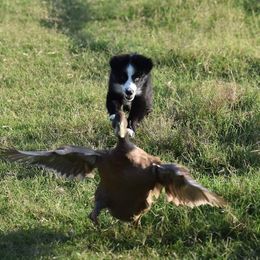 Australian Shepherd Puppies from RD Ranch
