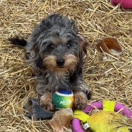 Sandworm - Dachshund
