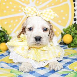 Nikki - Buff and white female Cocker Spaniel puppy in Rattan, Oklahoma from Double M Cocker Spaniels