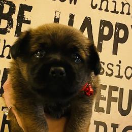 Freddy - Fawn male Companion Cross puppy in Coalinga, California from Precious Paws Shih tzus