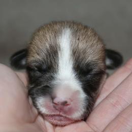 Female 1 - Sable female Pembroke Welsh Corgi puppy in Washington from Castle View Royal Rumps