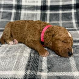 Pink Collar Girl - Apricot female Goldendoodle puppy in Pasadena, Texas from Knightsbane Standard Poodles