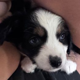 Bat Girl - Black tri female Toy Australian Shepherd puppy in Mount Airy, North Carolina from Brickell Farms