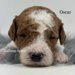 Oscar-Petite - Parti male Goldendoodle puppy in Milford, Indiana from Railway Acres Kennel
