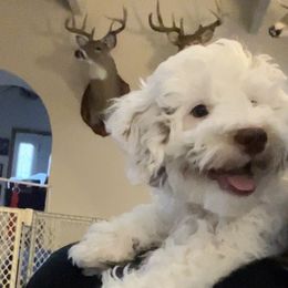 Goldendoodle All Grown Up from Scherrer Sweet Goldendoodles