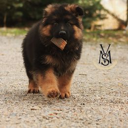 Rex - Black and red male German Shepherd puppy in Herriman, Utah from VMS Shepherds