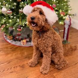 Bernedoodle, Cavapoo, and Goldendoodle All Grown Up from Yankee Doodle Doggies