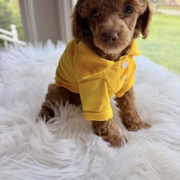 Pekingese, Poodle, and Shih Tzu Puppies from Happy puppies