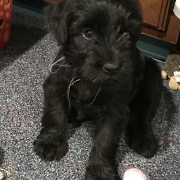 Standard Schnauzer Puppies from Stahlkrieger Standard Schnauzers