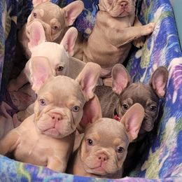 French Bulldog Puppies from Jessicah's Frenchies Michigan's French Bulldog Breeder