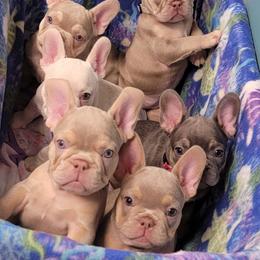 French Bulldog Puppies from Jessicah's Frenchies Michigan's French Bulldog Breeder