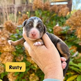 Rusty - Brown and white male Bernedoodle puppy in Midland, Michigan from Northern Charm Farm