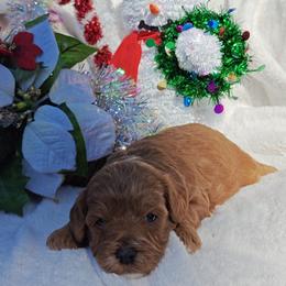 Jingle - Red male Cavapoo puppy in Dallas, Texas from Halo's Heroes Doodles