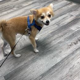Butterball - Pomeranian