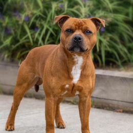Gus - Staffordshire Bull Terrier