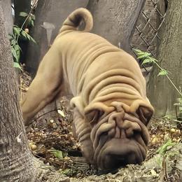 Rusty - Red sable male Chinese Shar-Pei puppy in Bakersfield, California from Cashmerewrinkles